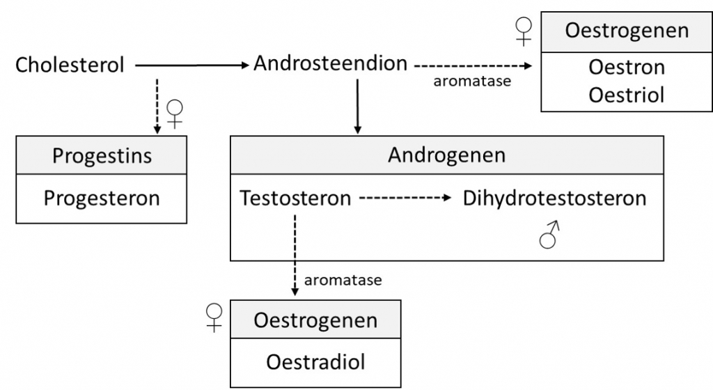 Figuur 2.10 Steroïd hormoonproductie bij de vrouw. Cholesterol vormt de basis van de synthese van alle geslachtshormonen. Bij de man eindigt de ‘pathway’ bij de synthese van testosteron. In sommige weefsels wordt dit nog omgezet naar dihydrotestosteron. Bij de vrouw wordt testosteron nog omgezet in oestradiol (ontleend aan Martini FH. Fundamentals of Anatomy & Physiology. Achtste druk. San Francisco, Pearson Benjamin Cummings, 2009).