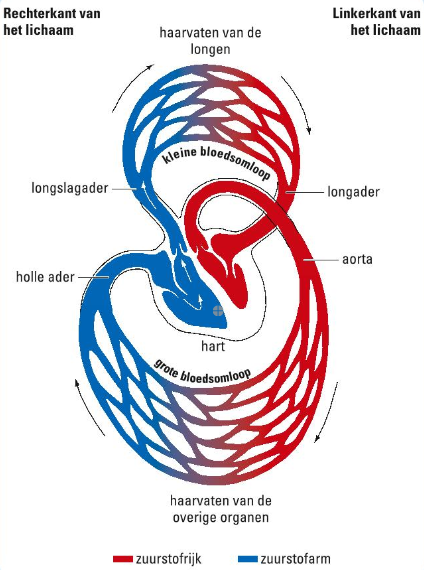 Afbeelding 3: De grote en kleine bloedsomloop