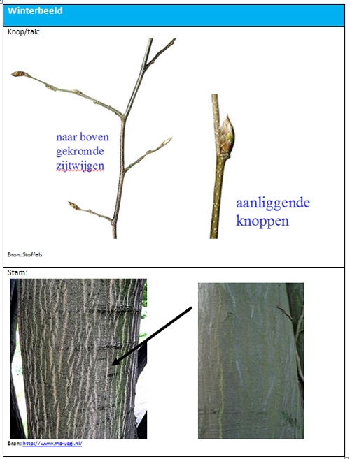 Carpinus betulus winterbeeld