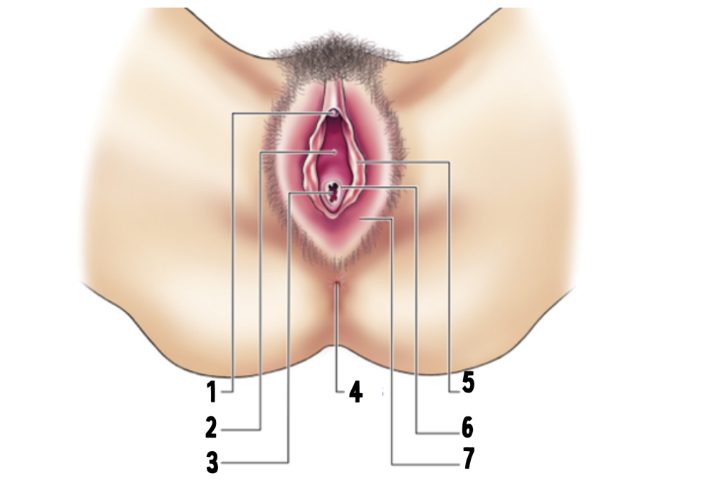 Uitwendige voortplantingsorganen van een vrouw