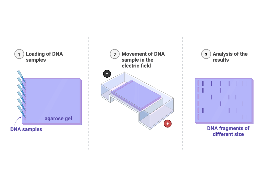 Figure 4.2 Agarose gel electrophoresis. The samples are loaded into wells of the agarose gel. An electric current is applied so that the DNA which has a negative charge, will move towards the positive electrode. After a period of time, the bands on the gel can be visualised by the addition of UV light.