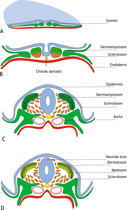 Figuur 6.3 Differentiatie van de somieten. (A) Schematische weergave van een humaan embryo in de vierde week van de ontwikkeling (dorso- transversaal aanzicht). Daaronder zijn transversale doorsneden van opeenvolgende stadia van ontwikkeling weergegeven (ongeveer dag 19 tot dag 27). De mesodermcellen (groen) in de somieten zijn georganiseerd in een epitheliale structuur rond een kleine holte (niet weergegeven). (B) De neurale buis (blauw) is nog niet gesloten. De chorda dorsalis (geel) ligt onder de neurale groeve en daaronder is het endoderm (rood) aangegeven. De somiet is gedifferentieerd in twee delen, het dermomyotoom (dorsaal; groen) en het sclerotoom (ventraal; oranje). (C) De sclerotoomcellen ondergaan epitheliale-mesenchymale transitie en migreren rondom de nu gesloten neurale buis en de chorda dorsalis. Vanuit het laterale mesoderm is de tijdelijk gepaarde aorta ontstaan (roze). (D) De sclerotoomcellen migreren steeds verder rondom de neurale buis en het dermomyotoom differentieert in het dermatoom (toekomstige lederhuid en onderhuids bindweefsel; oranje-groen) aan de dorsale zijde en het myotoom (de toekomstige spiercellen; lichtgroen) aan de ventrale zijde.