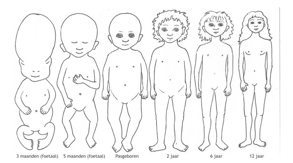 Figuur 12.5  Verandering van lichaamsverhoudingen tijdens het leven. De verhouding tussen de grootte van het hoofd en de grootte van de rest van het lichaam verandert.
