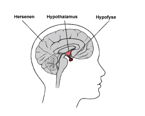 Hypofyse, hersenen, hypothamus