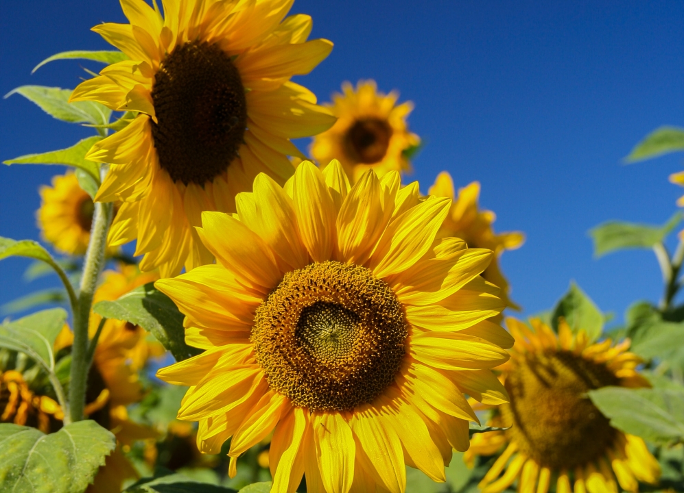 kleurrijke bloemen