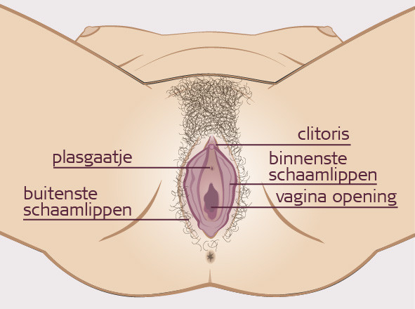 Bron: http://www.thuisarts.nl