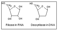 Figuur 11: Suikermolecuul in DNA en in RNA