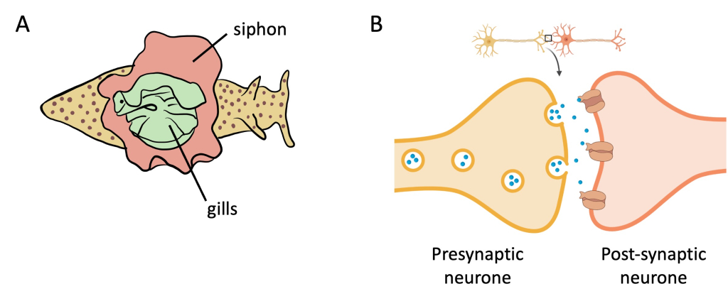 Figure 20.7 Aplysia californica makes it possible to study processes associated with memory formation at the level of the whole organism and individual synapses. (A) Top view of a sea slug. Mechanical irritation leads to reflex withdrawal of the gills (green colour) and siphon (brown colour) resulting in the discharge of coloured fluid. However, if there is no predator attack after irritation, repeated irritations no longer lead to these reflexes. Biochemical events at the level of individual synapses that accompany the formation of a memory can be studied on dissected large neurons outside the animal's body (so-called in vitro conditions). (B) A synapse is the connection between two neurons that allows a chemical signal to be passed between them. The presynaptic neurone releases a chemical signal (the neurotransmitter, shown in blue) into the synaptic cleft. The neurotransmitter diffuses across the gap and will bind to receptors on the post-synaptic neurone..