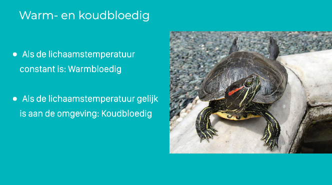 Warm en koudbloedig