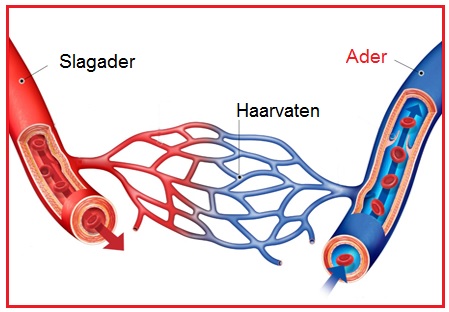 overloop bloedvaten