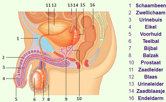 Mannelijk geslachtsdeel