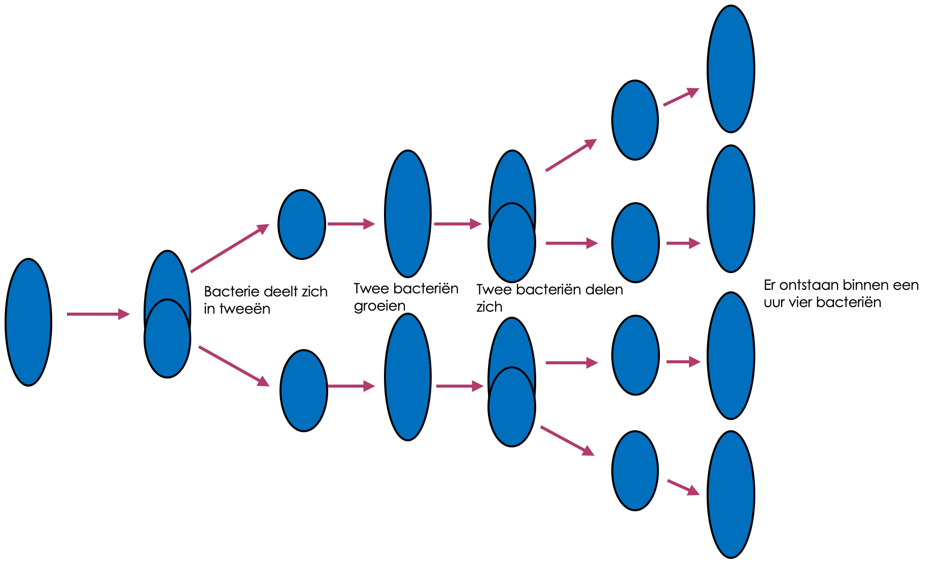 Voortplanting bij bacteriën 