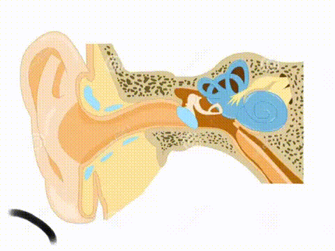 Animatie over geluidsgolven in je oor