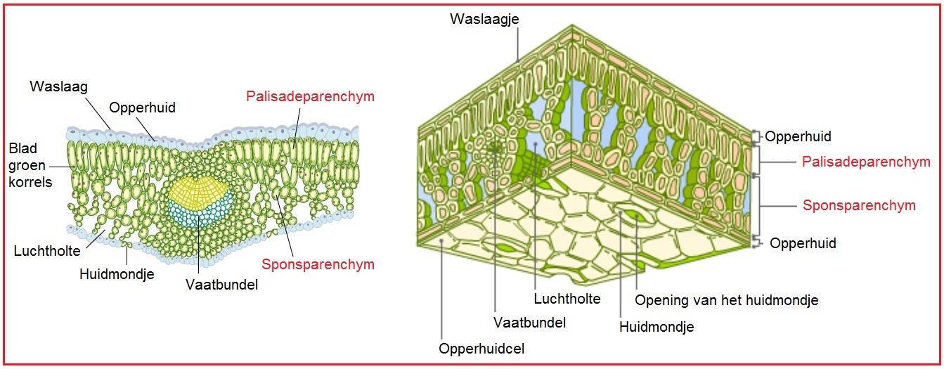 Bron: https://biologielessen.nl/index.php/a-11/1920-parenchym