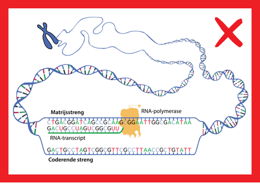 Foute afbeelding chromosoom wikipedia