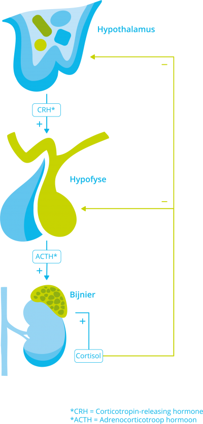 Bron: www.hypofyse.nl