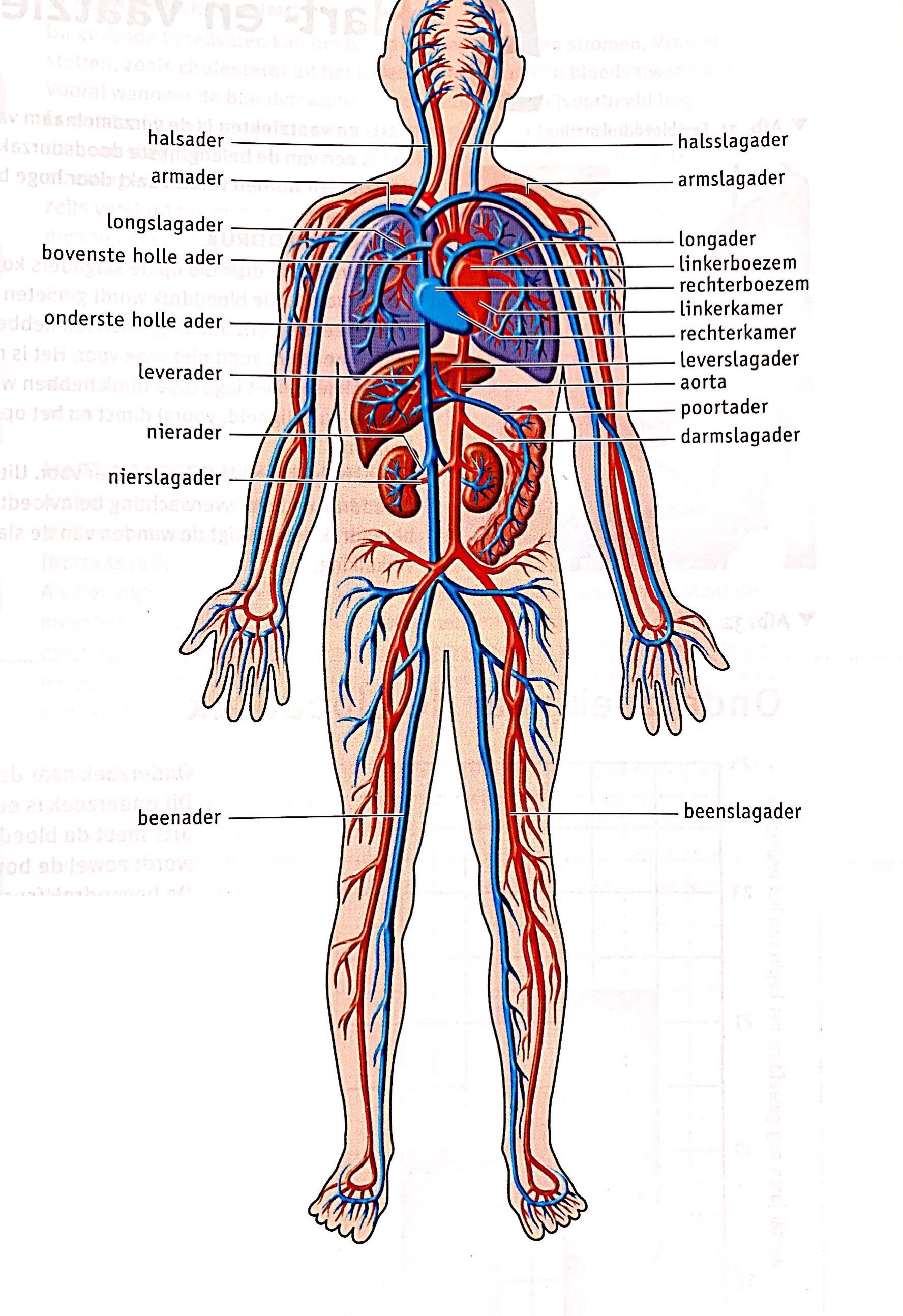 De Bloedvatenstelsel