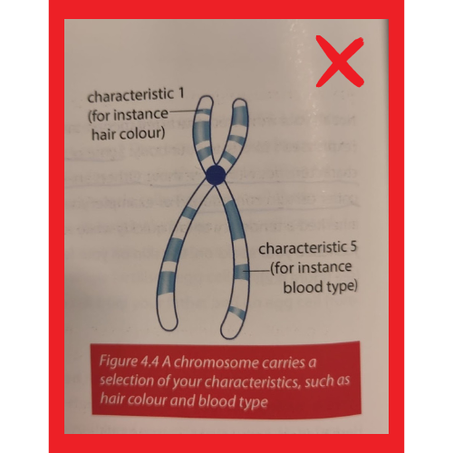 foute afbeelding chromosoom Bricks Biology