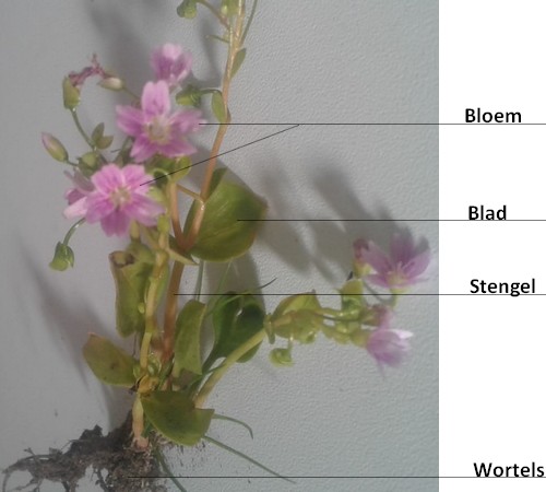 Onderdelen van de plant