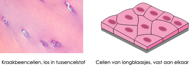 Cellen vast aan elkaar en cellen los in tussencelstof