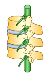 Tussenwervelschijven, ruggenmerg en uitsteeksels