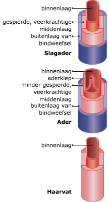 Hart En Bloedsomloop - Lesmateriaal - Wikiwijs