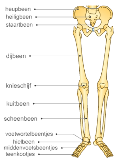 Ledematen