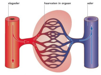 verschillende soorten bloedvaten
