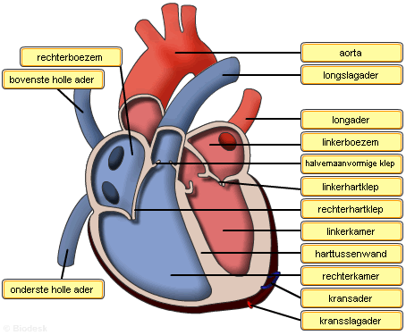 Het hart anatomisch