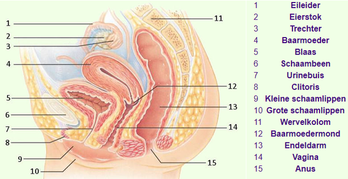 Vrouwelijk geslachtsdeel