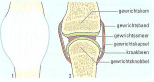 afbeelding 3: opbouw van een gewricht 