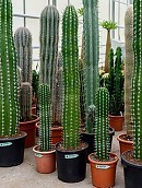 kamerplant cactus