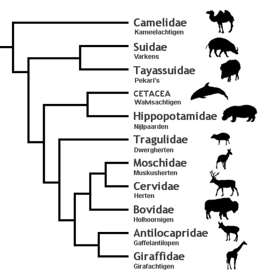 LMC Mavo Centraal, Biologie jaar 2 - Lesmateriaal - Wikiwijs