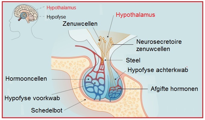 Hypothalamus