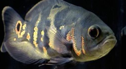 Vissen detecteren watertrillingen met hun zijlijnorgaan