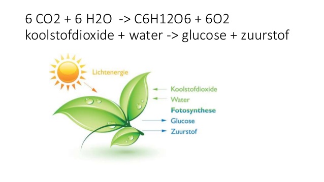 figuur 3: werking van fotosynthese nader bekeken (Smits)