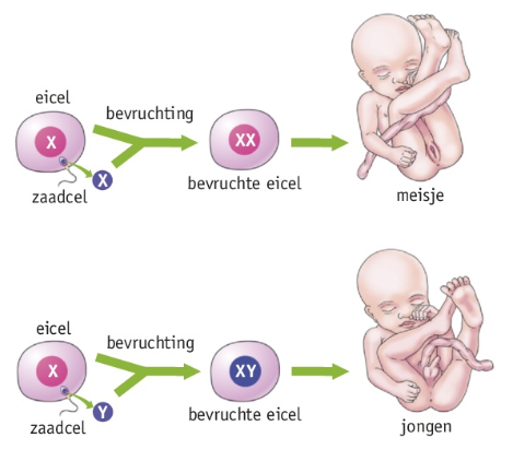 Samensmelting chromosomen